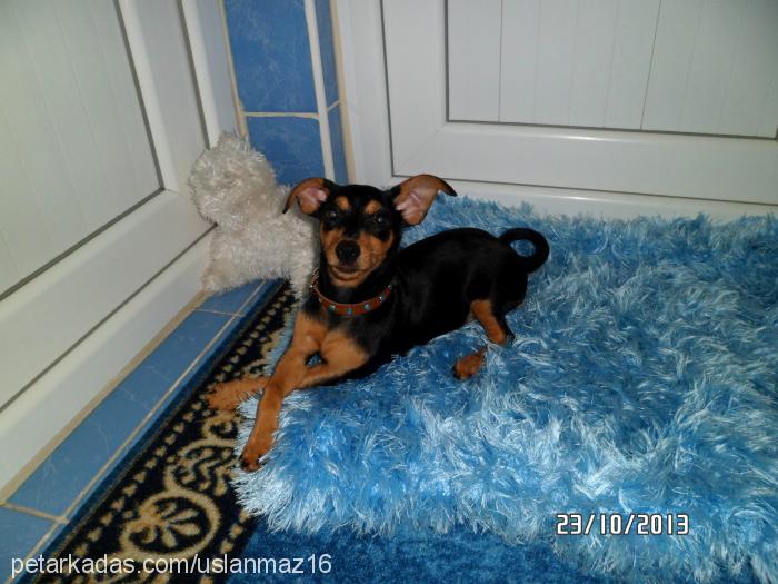 prenses Dişi Minyatür Pinscher