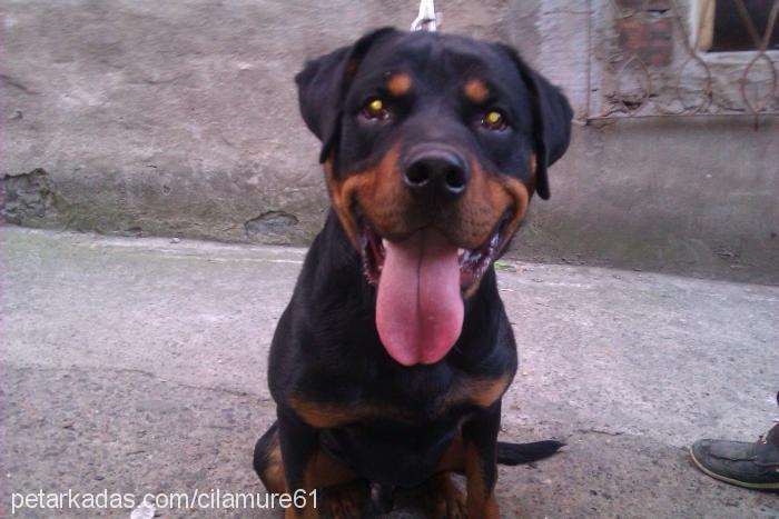 baron Erkek Rottweiler