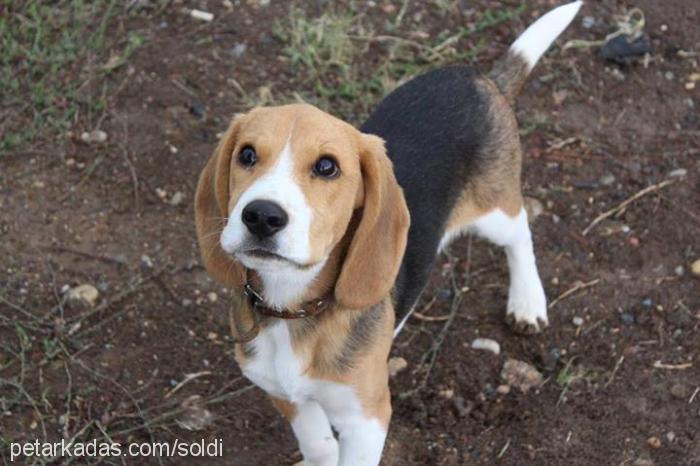 soldi Erkek Beagle