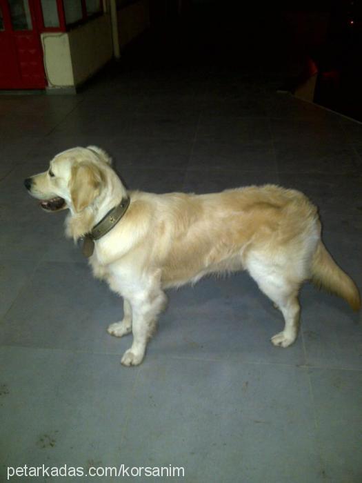 joker Erkek Golden Retriever