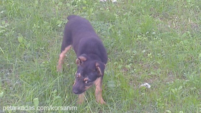 angel Dişi Rottweiler