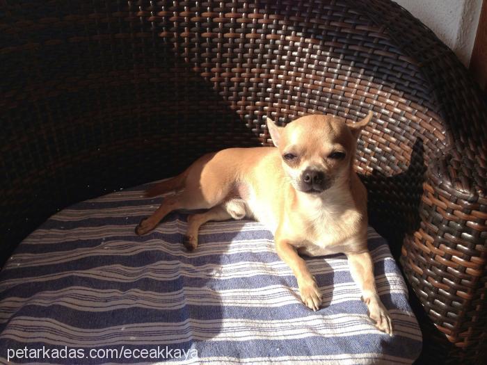 tekİla Erkek Chihuahua