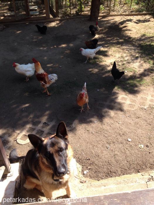 Şavi Erkek Alman Çoban Köpeği