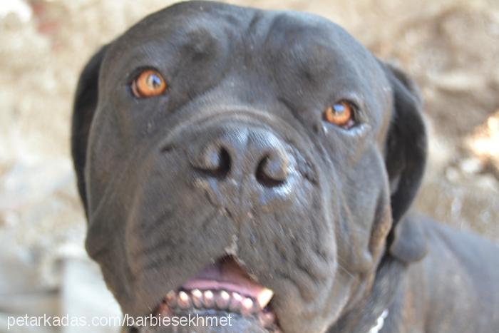 azurbaron Erkek Cane Corso Italiano