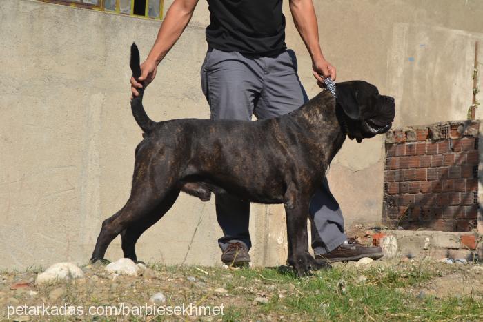 azurbaron Erkek Cane Corso Italiano