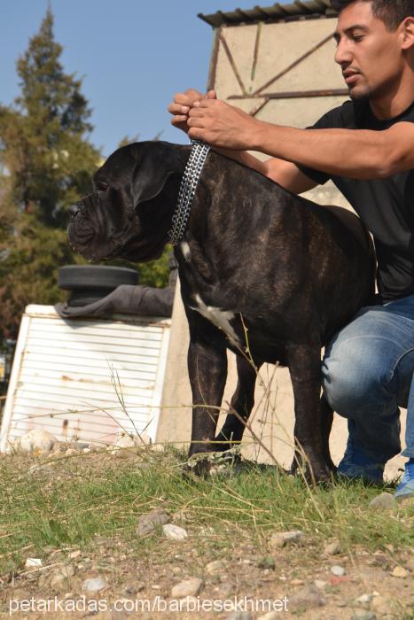 azurbaron Erkek Cane Corso Italiano