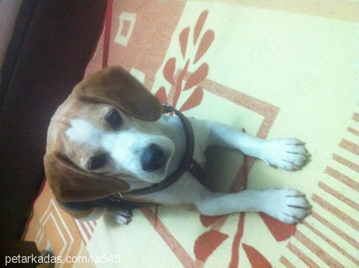 poker Erkek Beagle