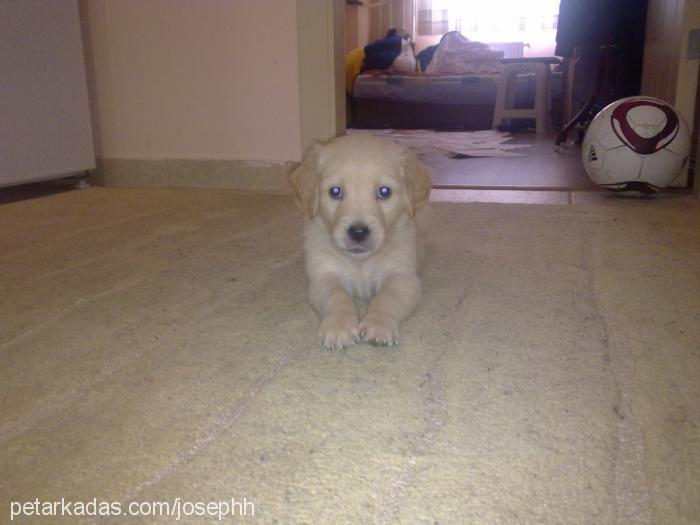 Çakıl Dişi Golden Retriever