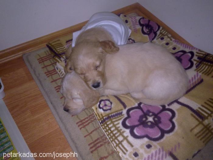 Çakıl Dişi Golden Retriever