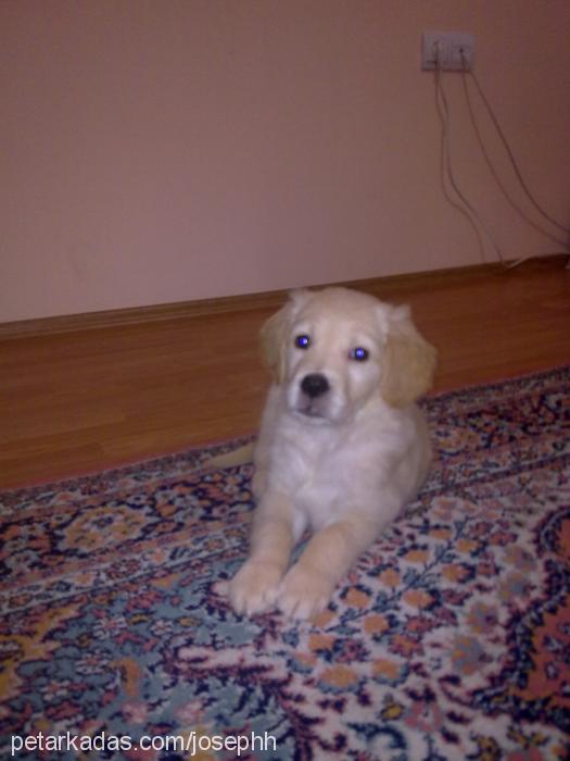 Çakıl Dişi Golden Retriever