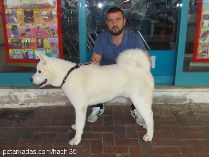 hachi Erkek Akita İnu