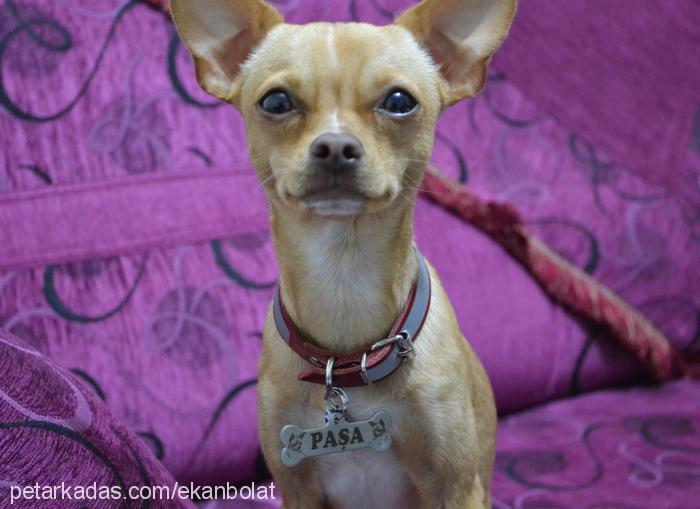 paŞa Erkek Chihuahua