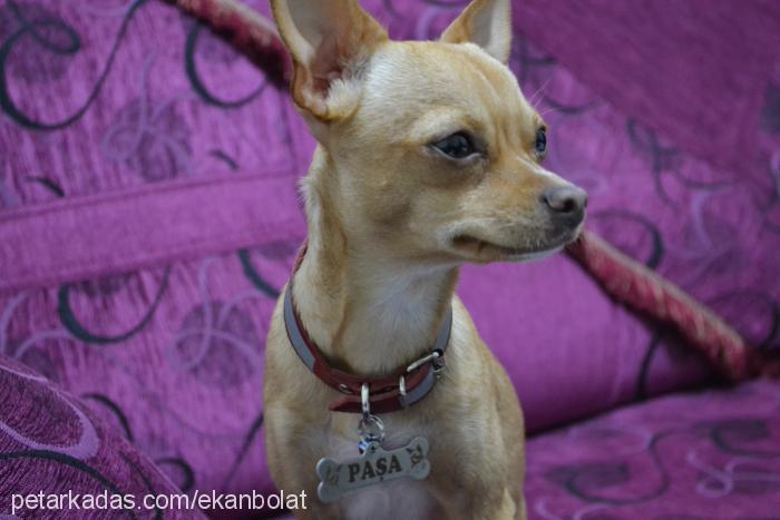 paŞa Erkek Chihuahua