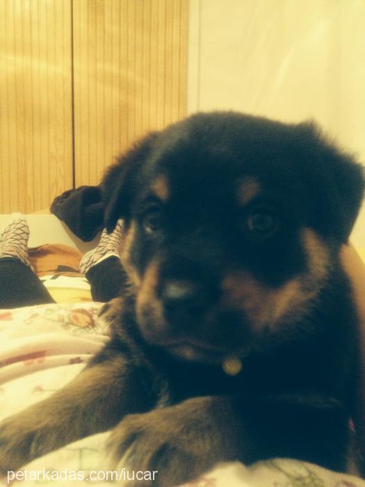 miya Dişi Rottweiler