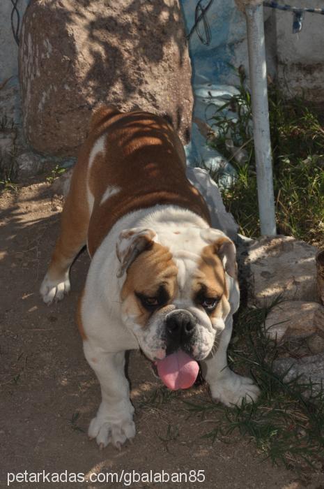 berduŞ Erkek İngiliz Bulldog