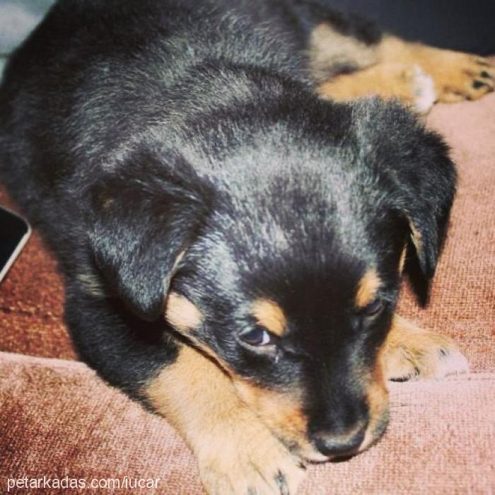 miya Dişi Rottweiler