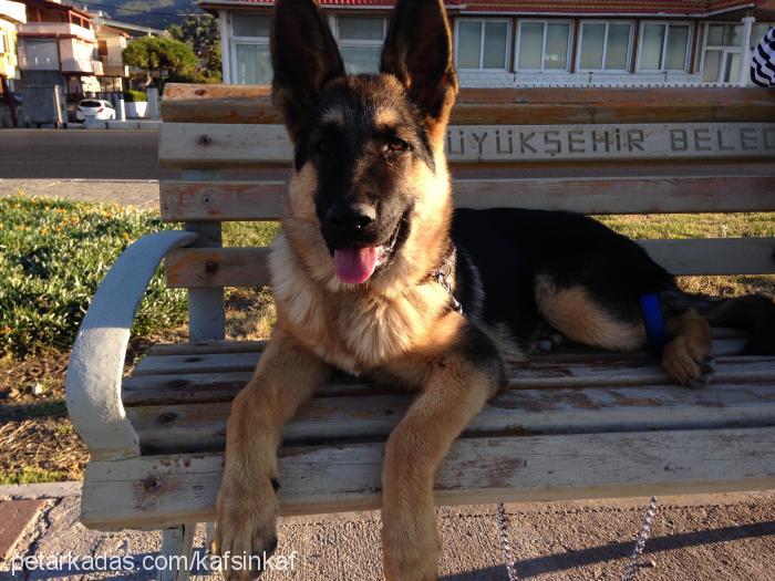 herkül Erkek Alman Çoban Köpeği