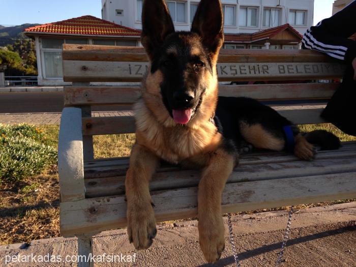 herkül Erkek Alman Çoban Köpeği