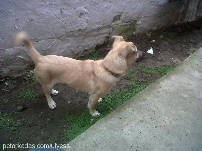 vegas Erkek Jack Russell Terrier