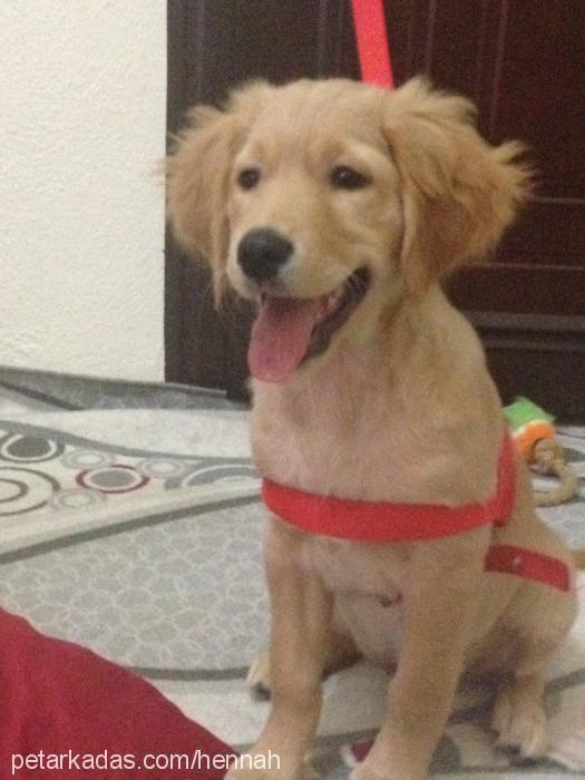 hannah Dişi Golden Retriever