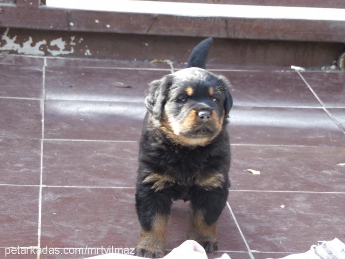 nana Dişi Rottweiler