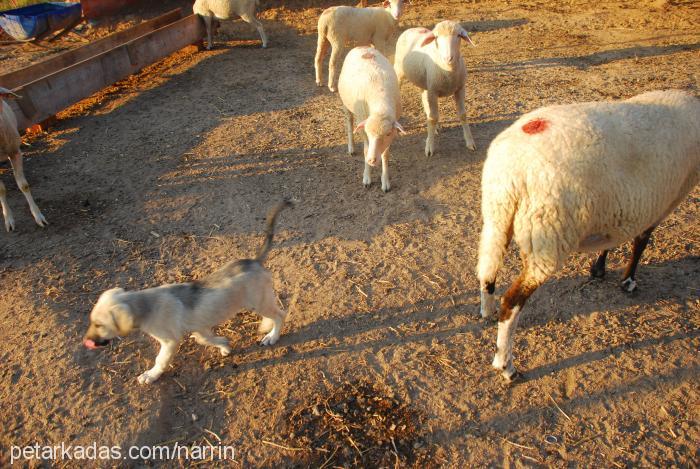 karabaş Dişi Sokö (Sokak Köpeği)