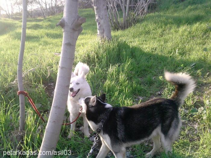 asil Erkek Sibirya Kurdu (Husky)