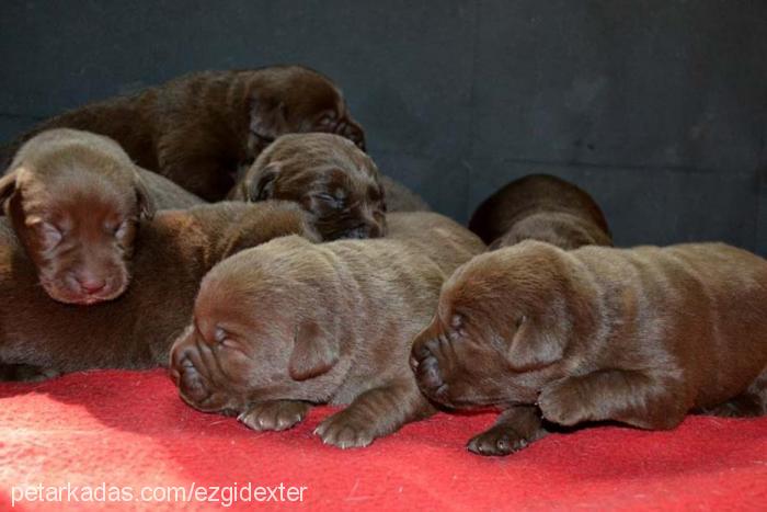 dexter Erkek Labrador Retriever