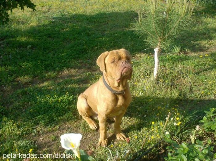 cesur Erkek Fransız Mastiff