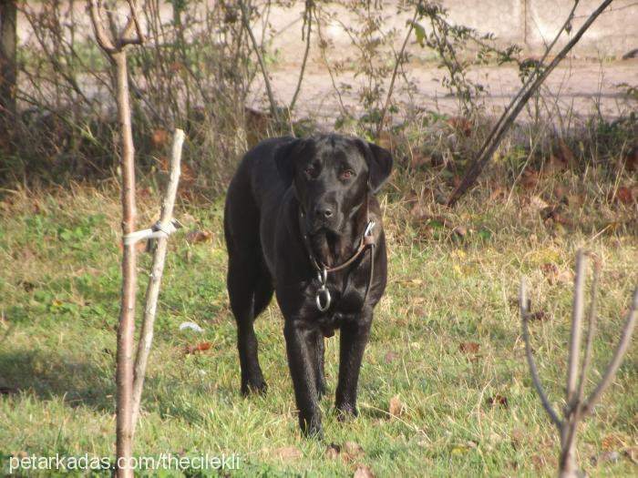 zeytin Dişi Labrador Retriever