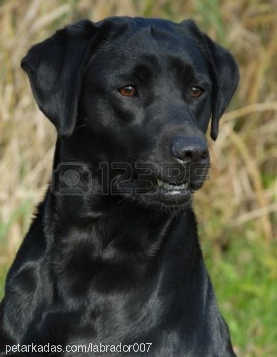tobby Erkek Labrador Retriever