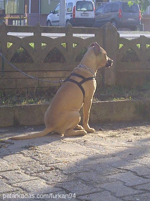 asİ Dişi Amerikan Pitbull Terrier