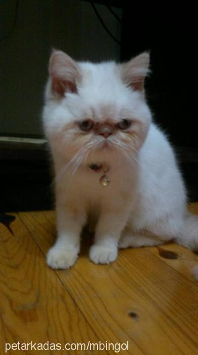 şımarık Dişi Exotic Shorthair