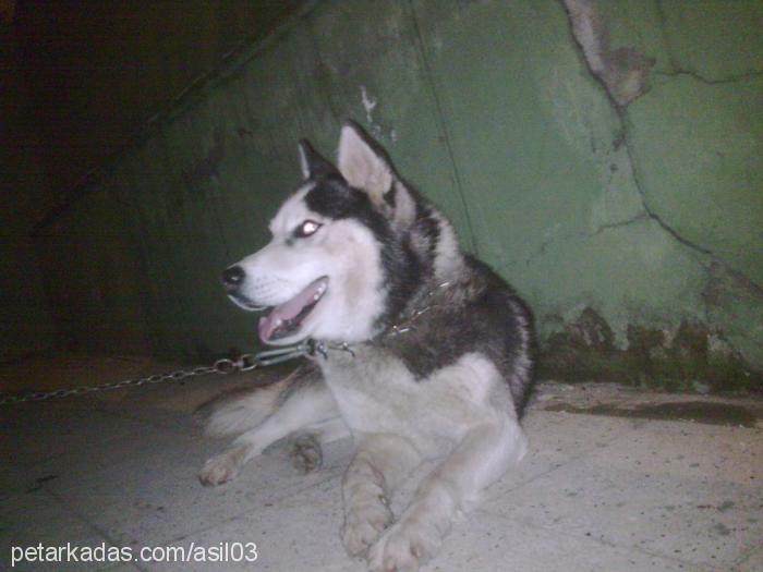 asil Erkek Sibirya Kurdu (Husky)