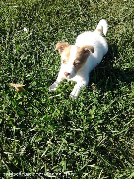 sosİs Dişi Jack Russell Terrier