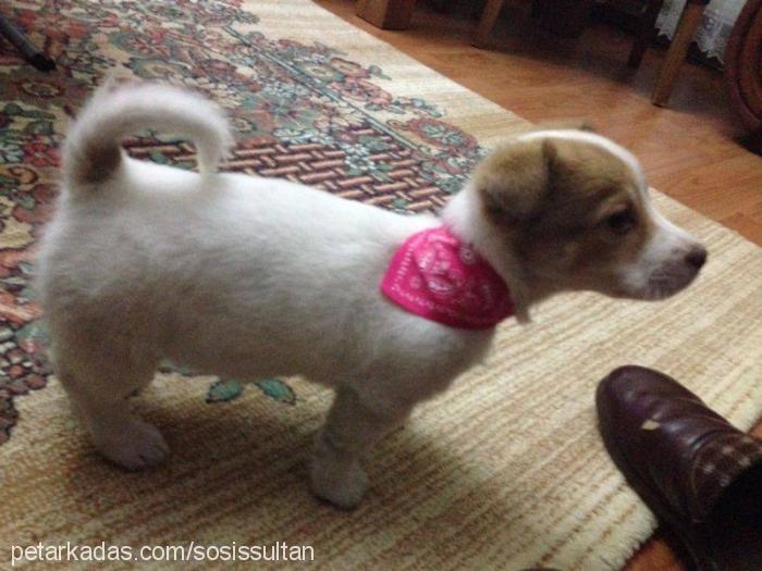 sosİs Dişi Jack Russell Terrier