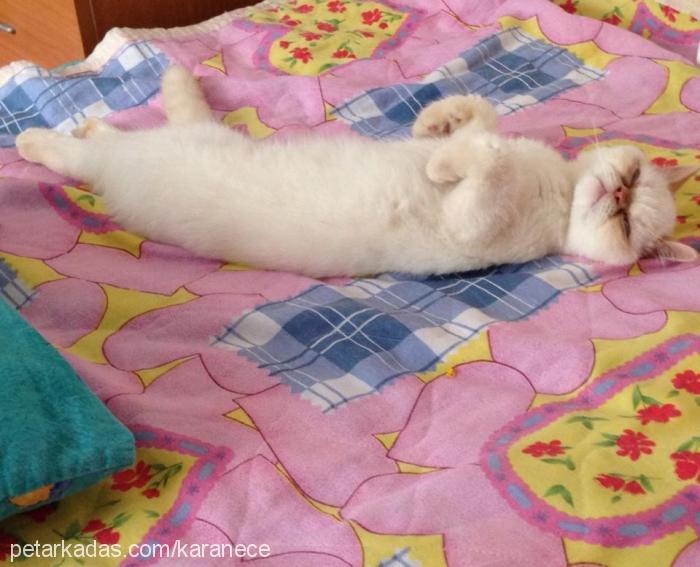 aŞkim Erkek Exotic Shorthair