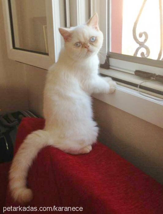 aŞkim Erkek Exotic Shorthair