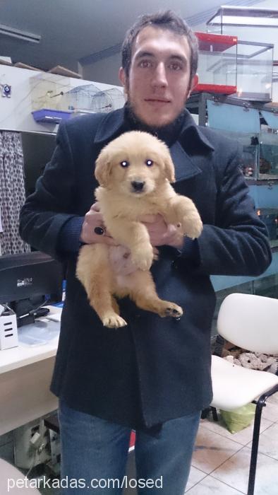 Çınar Erkek Golden Retriever