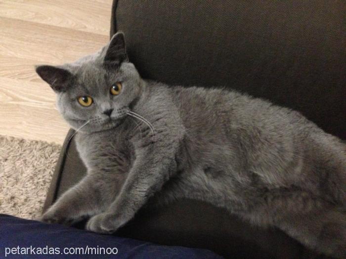 mino Dişi British Shorthair