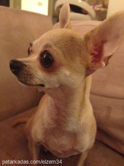 jessy Dişi Chihuahua