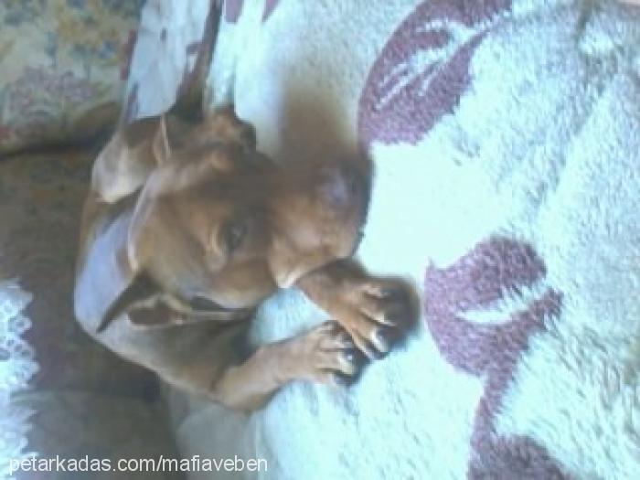 mafİa Erkek Amerikan Pitbull Terrier