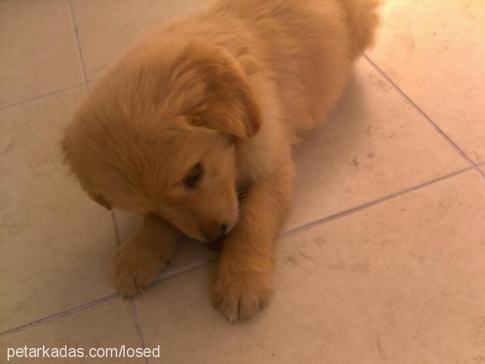 Çınar Erkek Golden Retriever