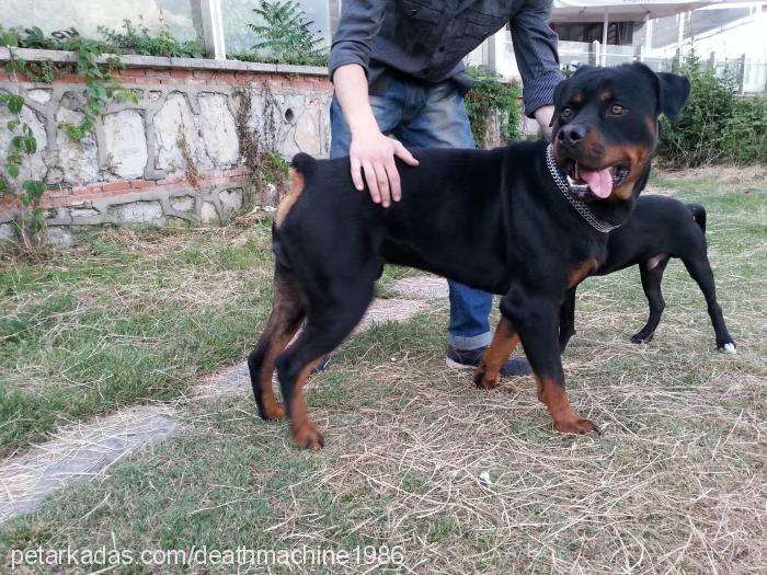 cash Erkek Rottweiler