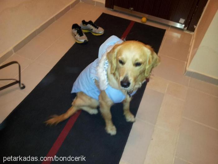 bond Erkek Golden Retriever