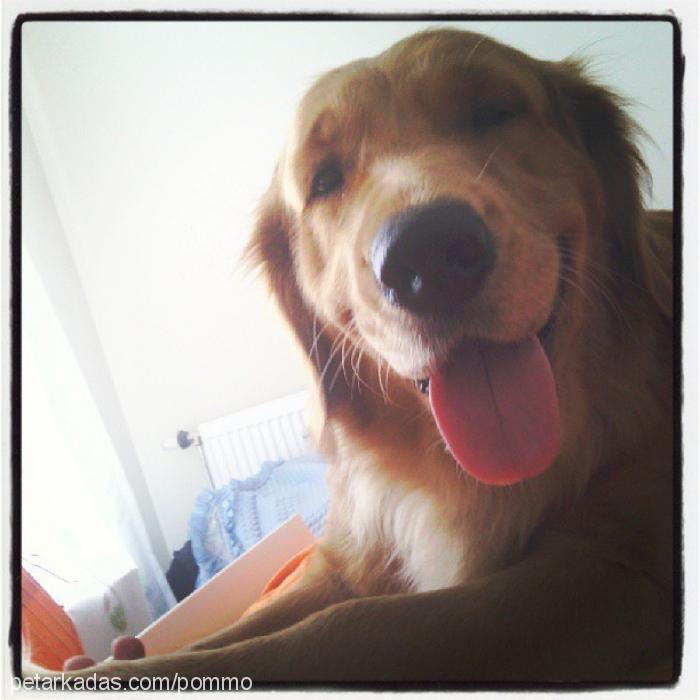 daphne Dişi Golden Retriever