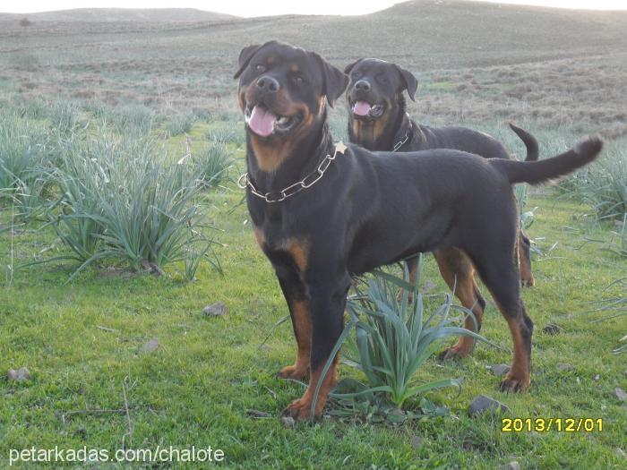 bordovomgoldenh Dişi Rottweiler