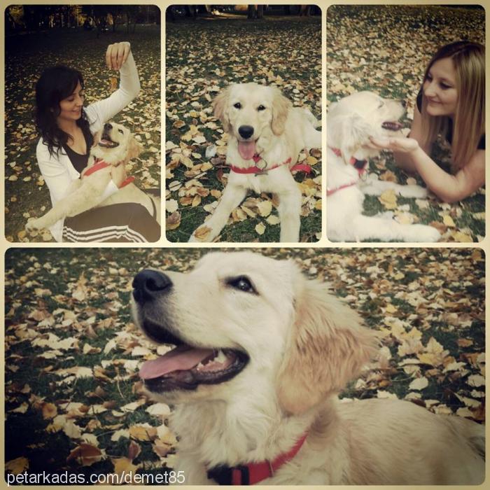 marla Dişi Golden Retriever