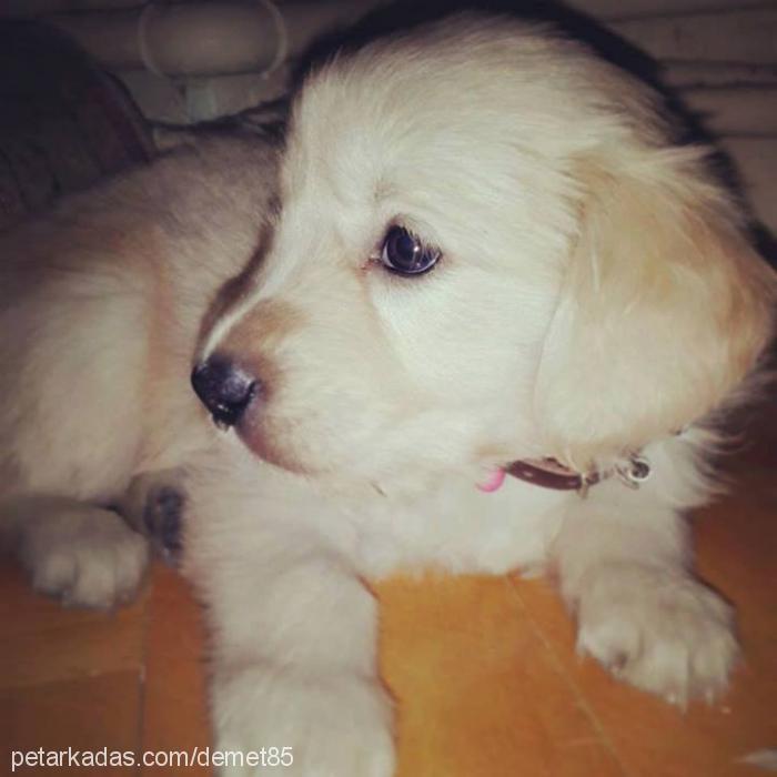 marla Dişi Golden Retriever