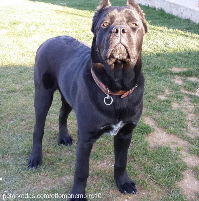 nigga Erkek Cane Corso Italiano